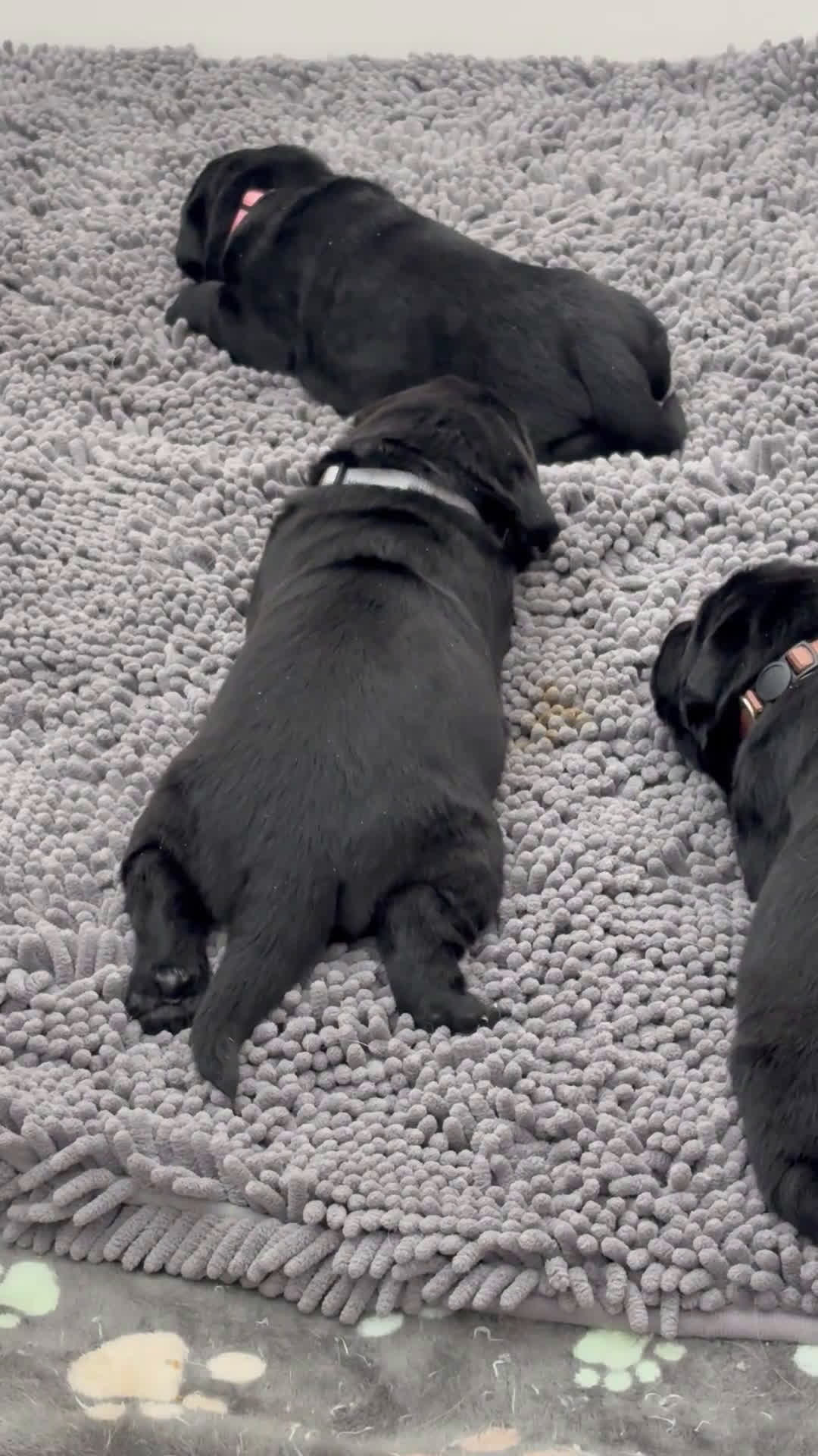 Labrador Retriever dogs for sale: Green collar boy - Video 4