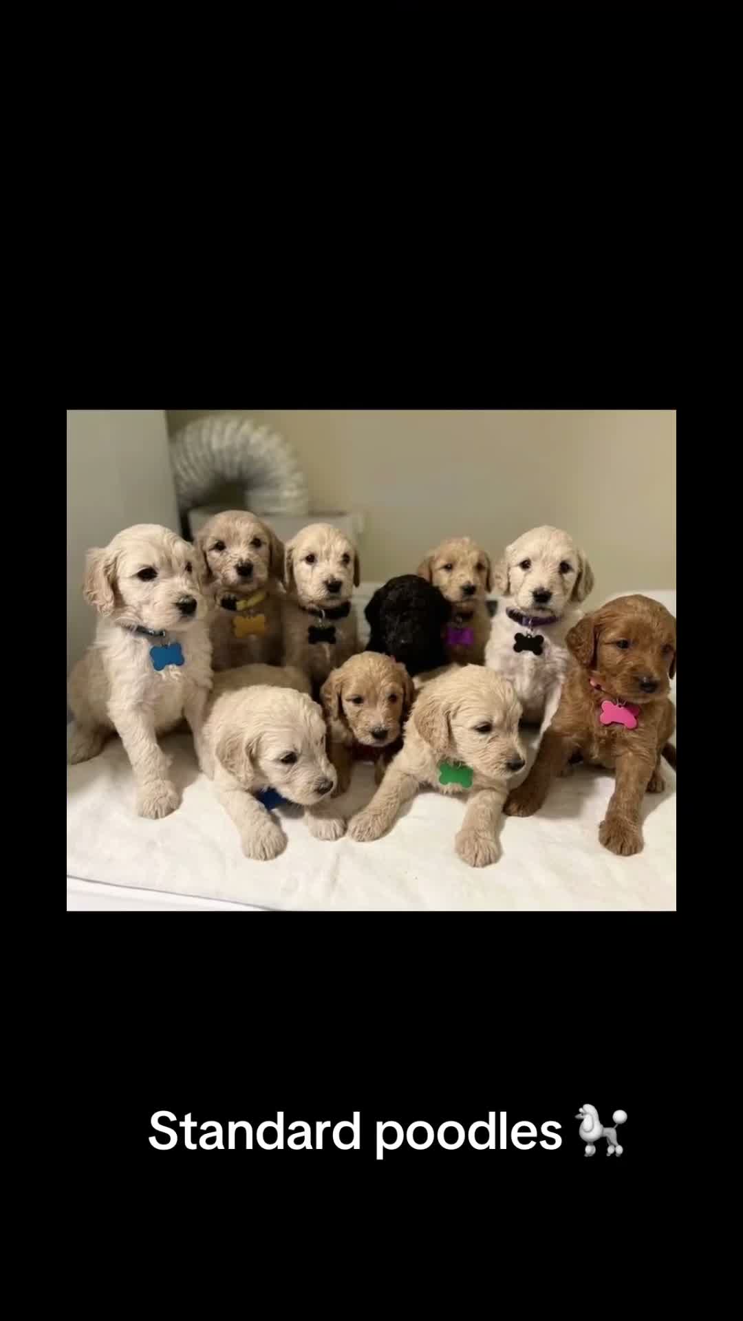 Standard Poodle dogs for sale: Standard Poodle 2 - Video 1