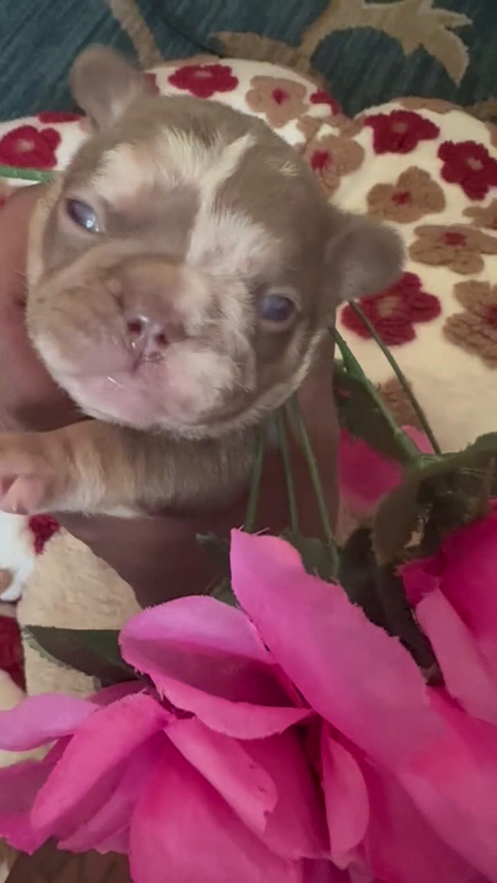 French Bulldog dogs for sale: RiRi - Video 1