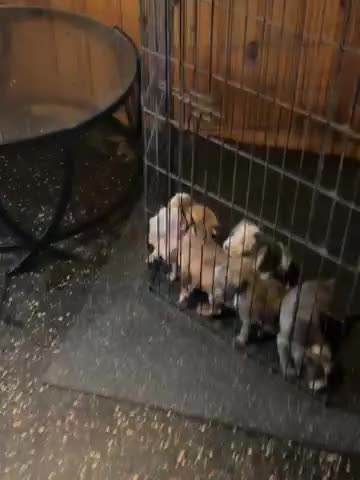 Mixed Breed dogs for sale: Mixed Breed 6 - Video 1