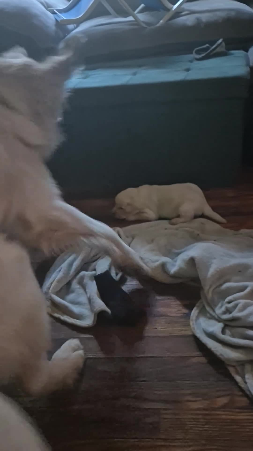 Goldador dogs for sale: Goldador Puppy 4 - Video 2