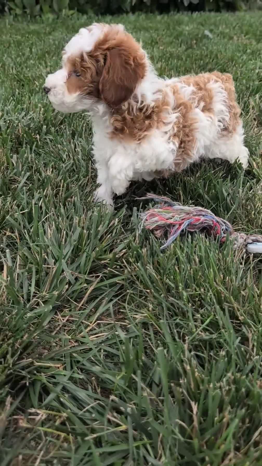 Miniature Poodle dogs for sale: Andor - Video 1