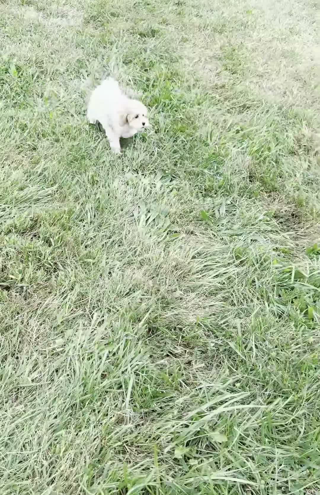Maltipoo dogs for sale: Boop - Video 1