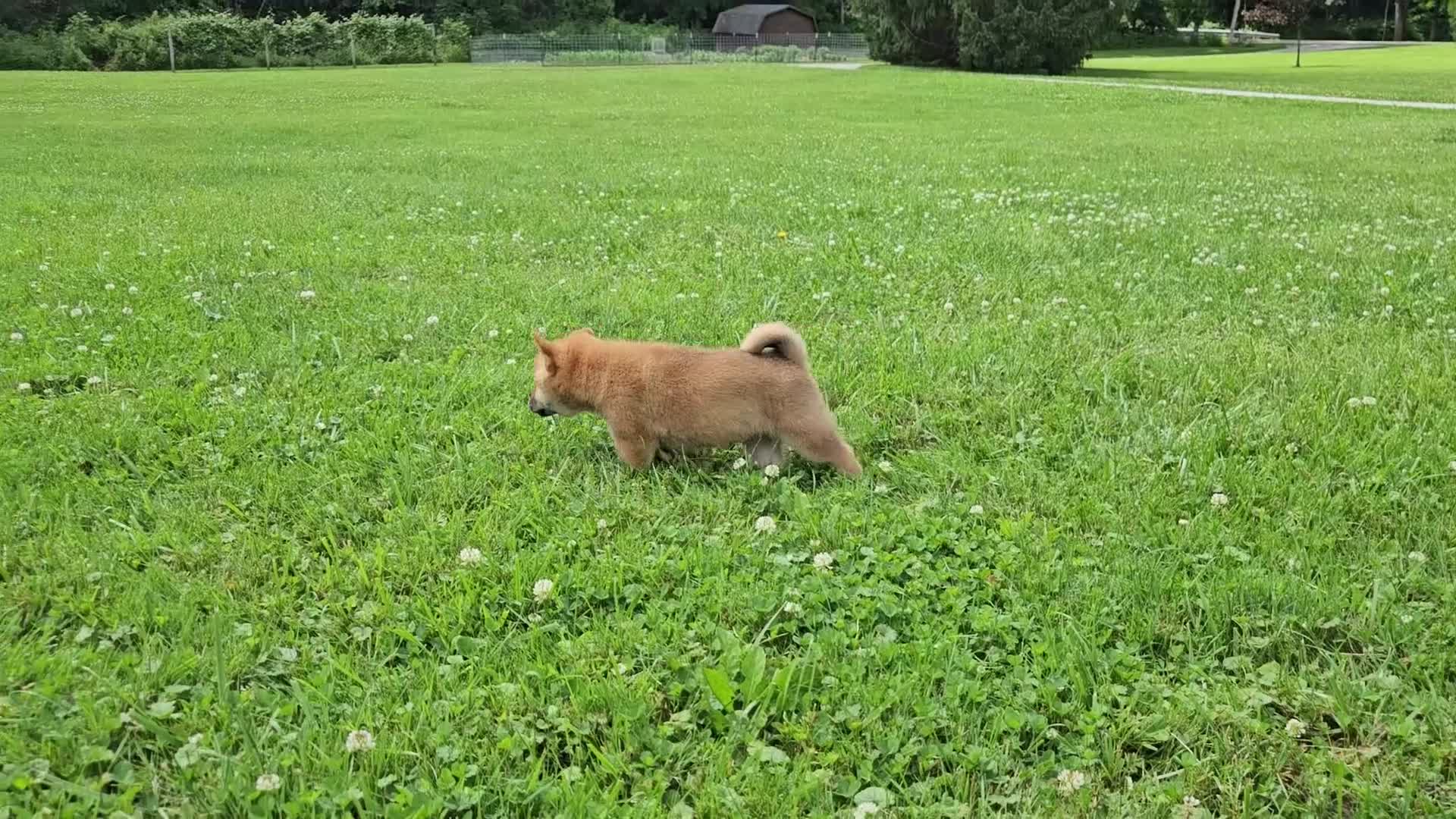 Shiba Inu dogs for sale: Henry - Video 1