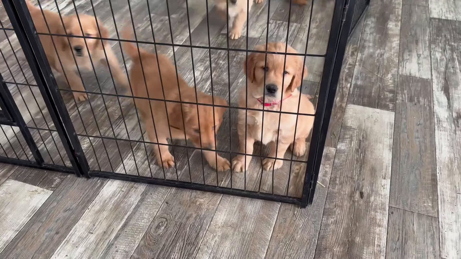 Golden Retriever dogs for sale: Gavin - Video 1