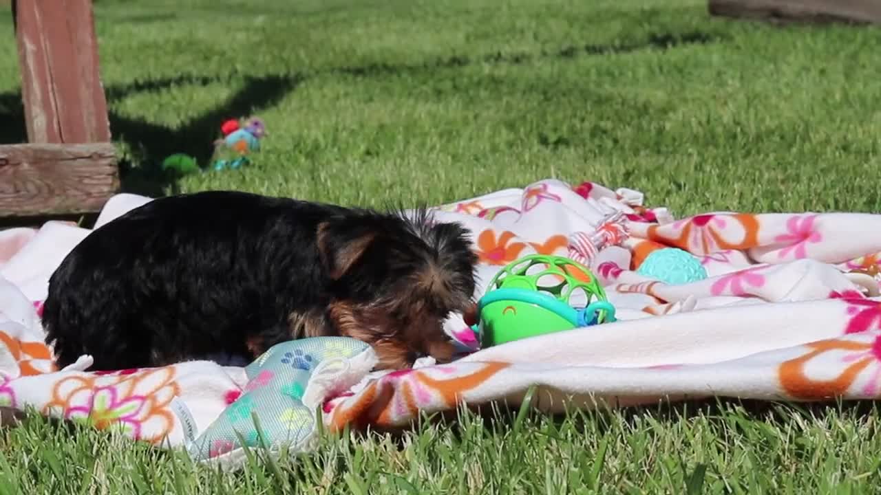 Yorkshire Terrier dogs for sale: Drake - Video 2