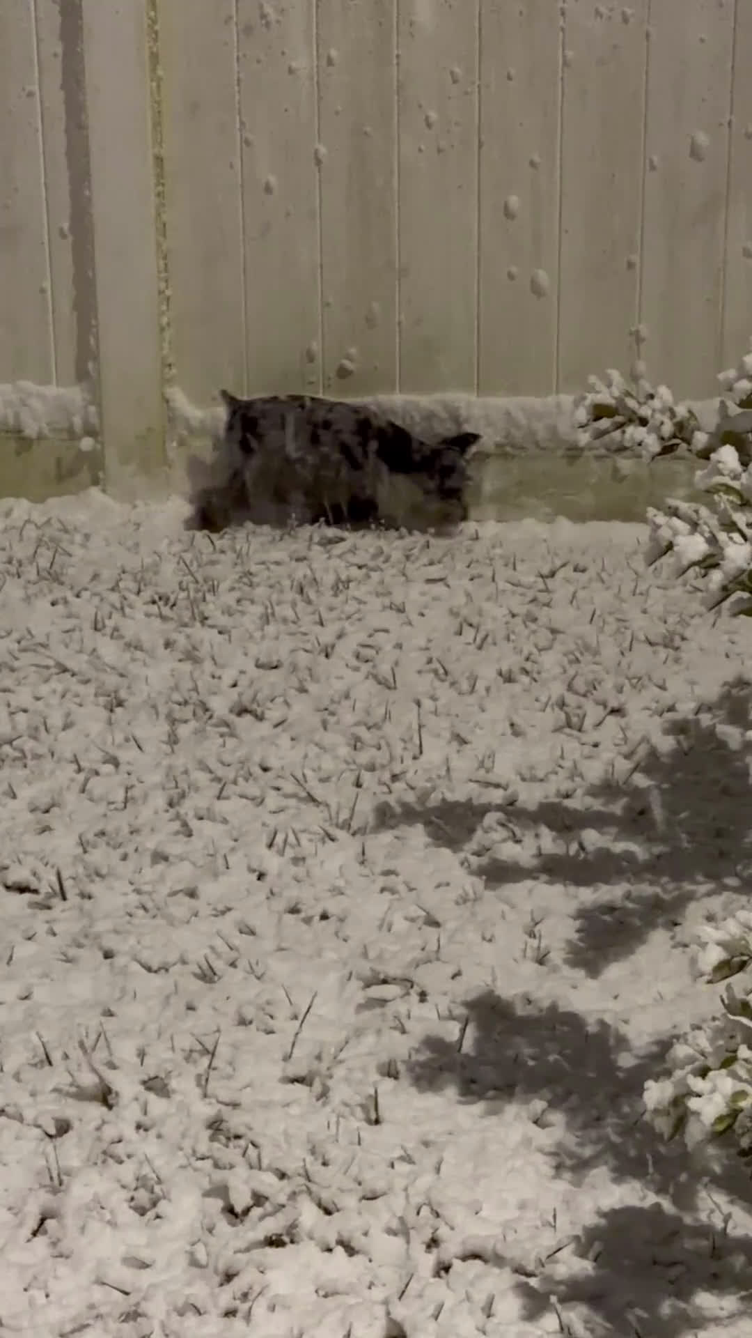 Miniature Schnauzer dogs for sale: Zoe - Video 1