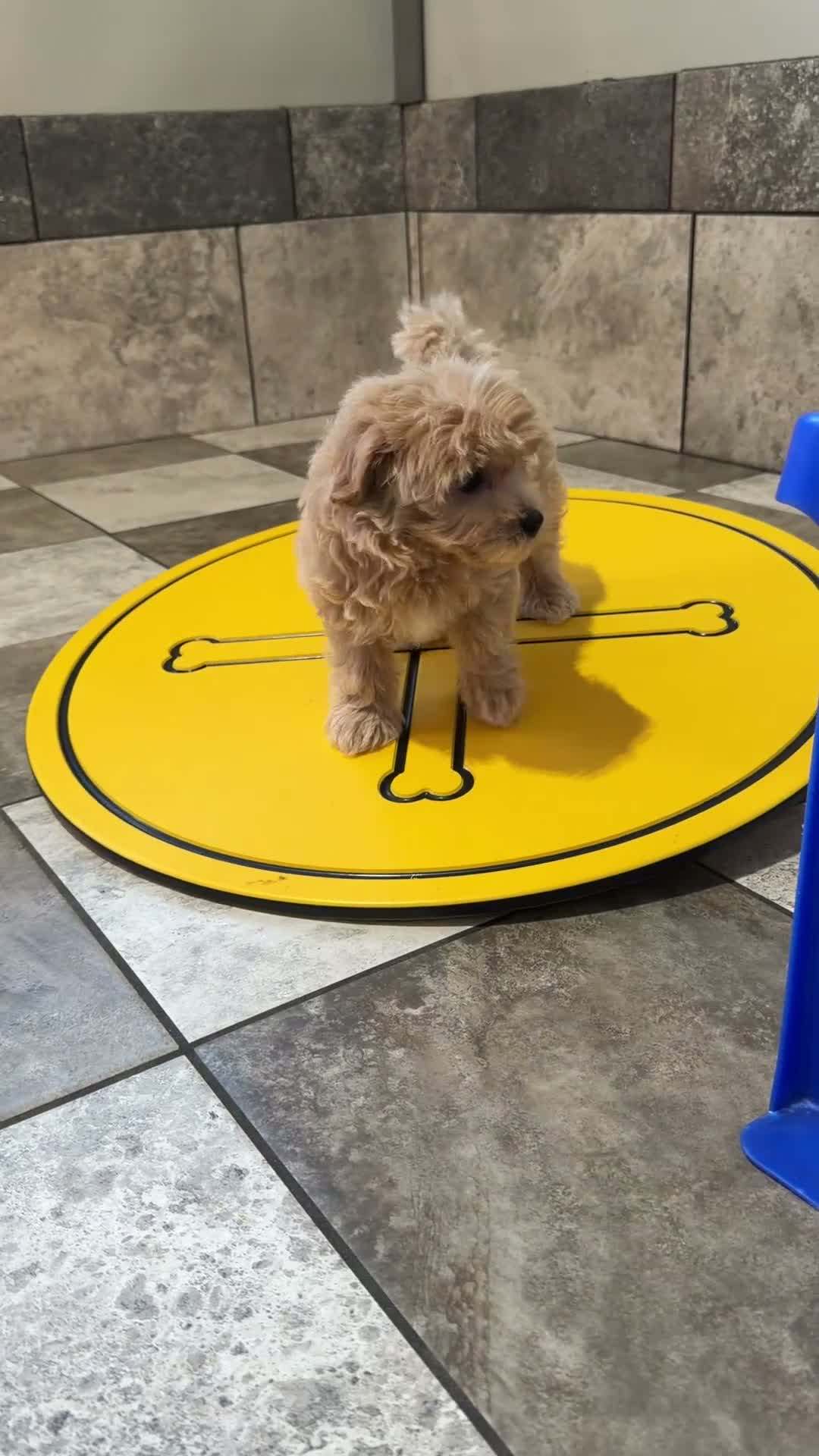 Maltipoo dogs for sale: Benji  - Video 1
