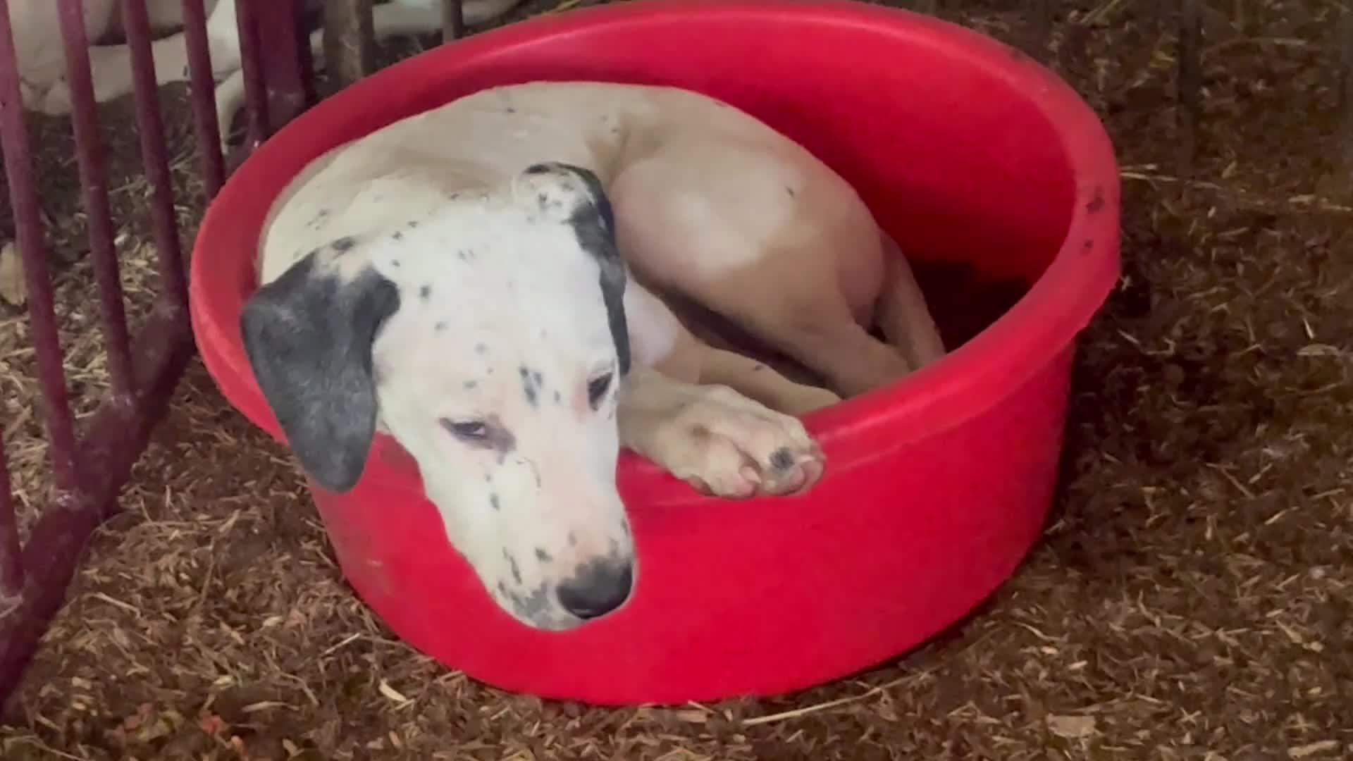 Mixed Breed dogs for sale: Rowan - Video 1