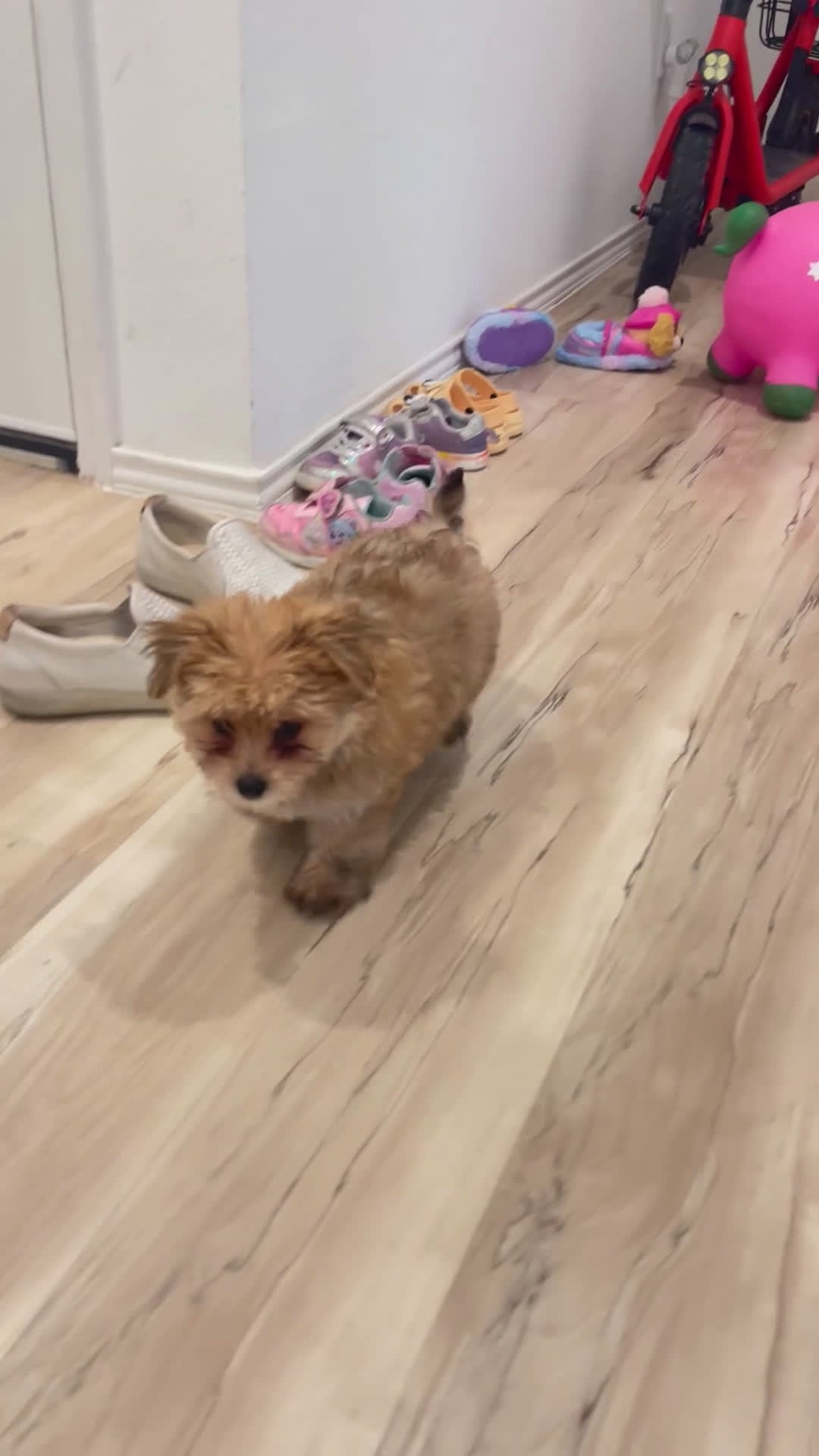 Pomeranian dogs for sale: Pomeranian Puppy 1 - Video 1