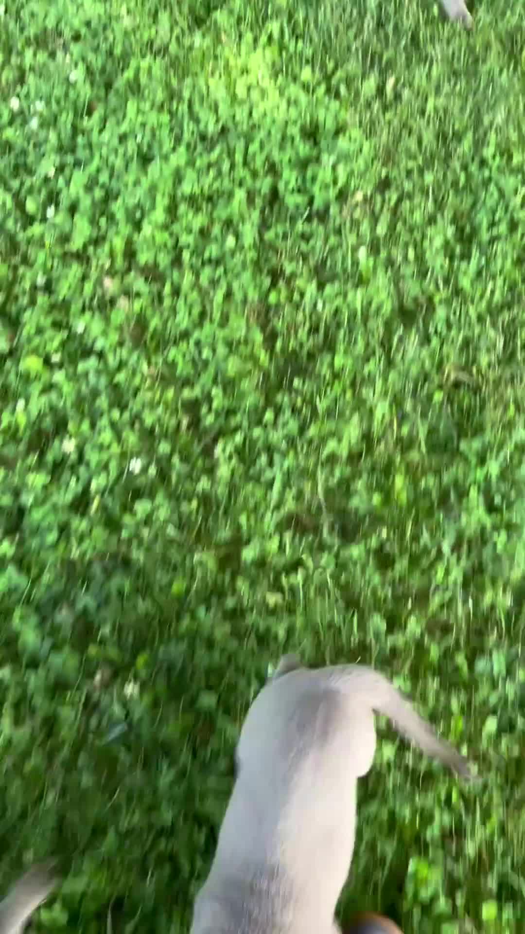 Labrador Retriever dogs for sale: Skye - Video 2