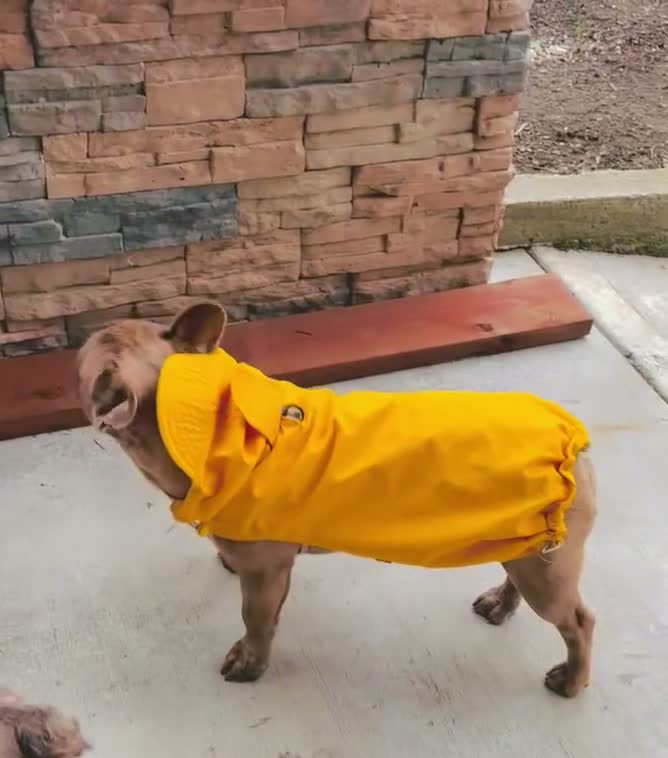 French Bulldog dogs for sale: Prince - Video 1