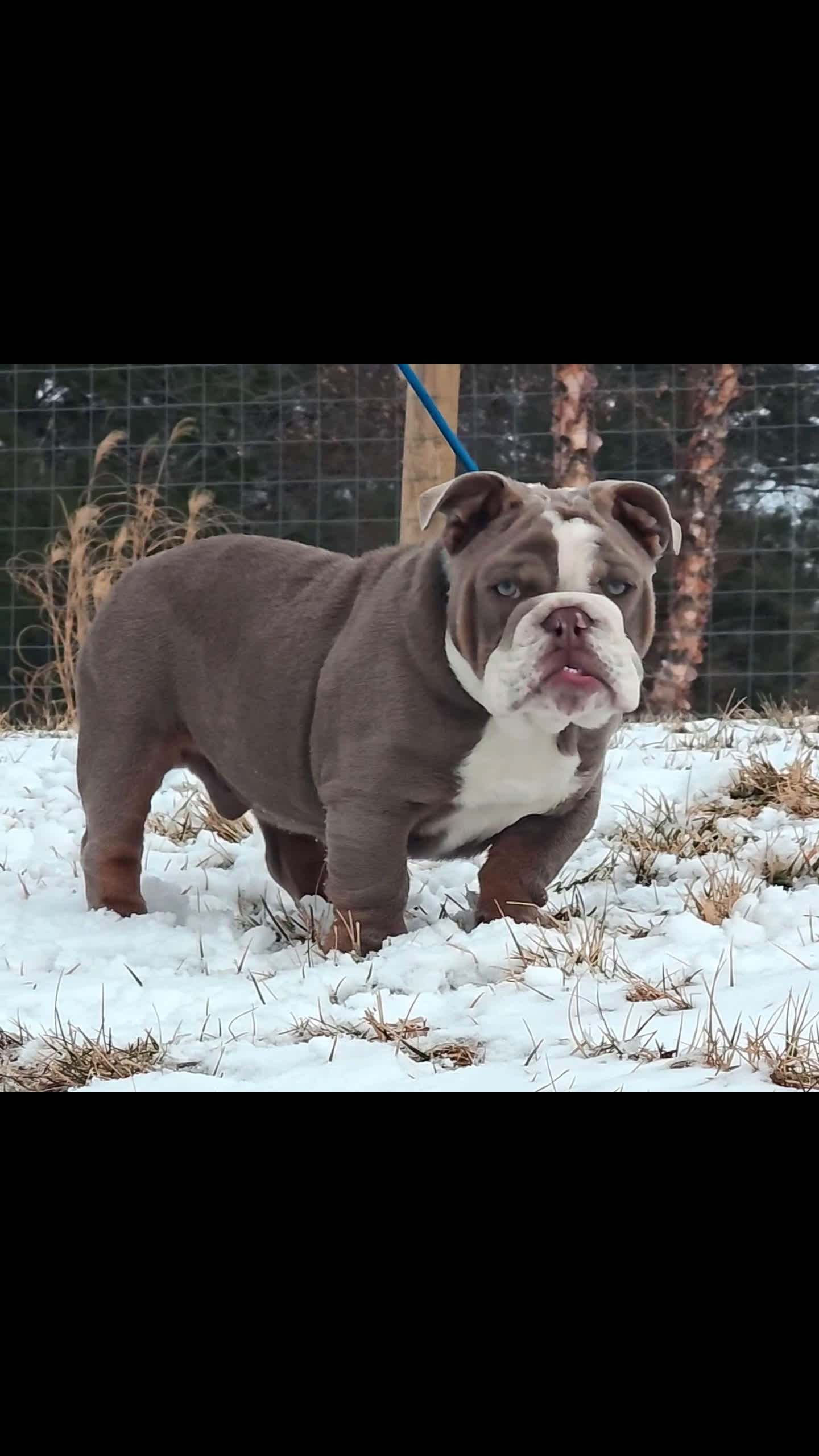English Bulldog dogs for sale: English Bulldog Puppy 1 - Video 1