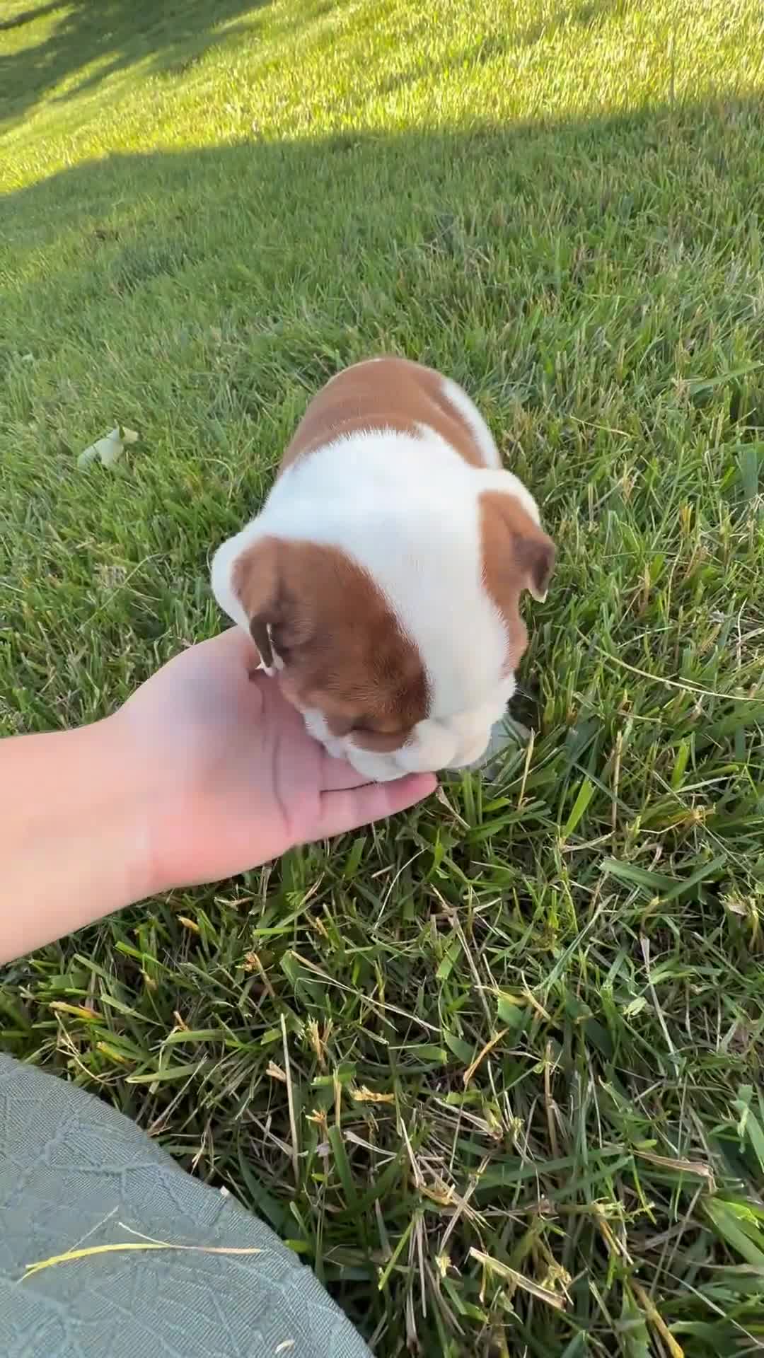 Beabull dogs for sale: Josephine - Video 1