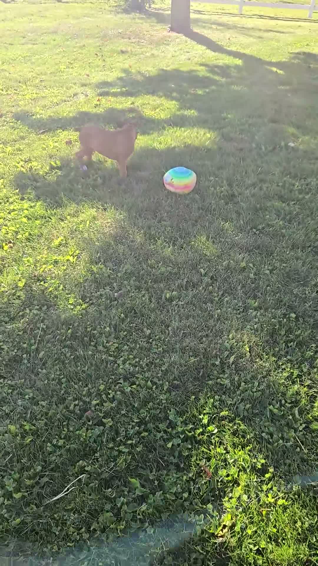 Boxer dogs for sale: Saigd - Video 1