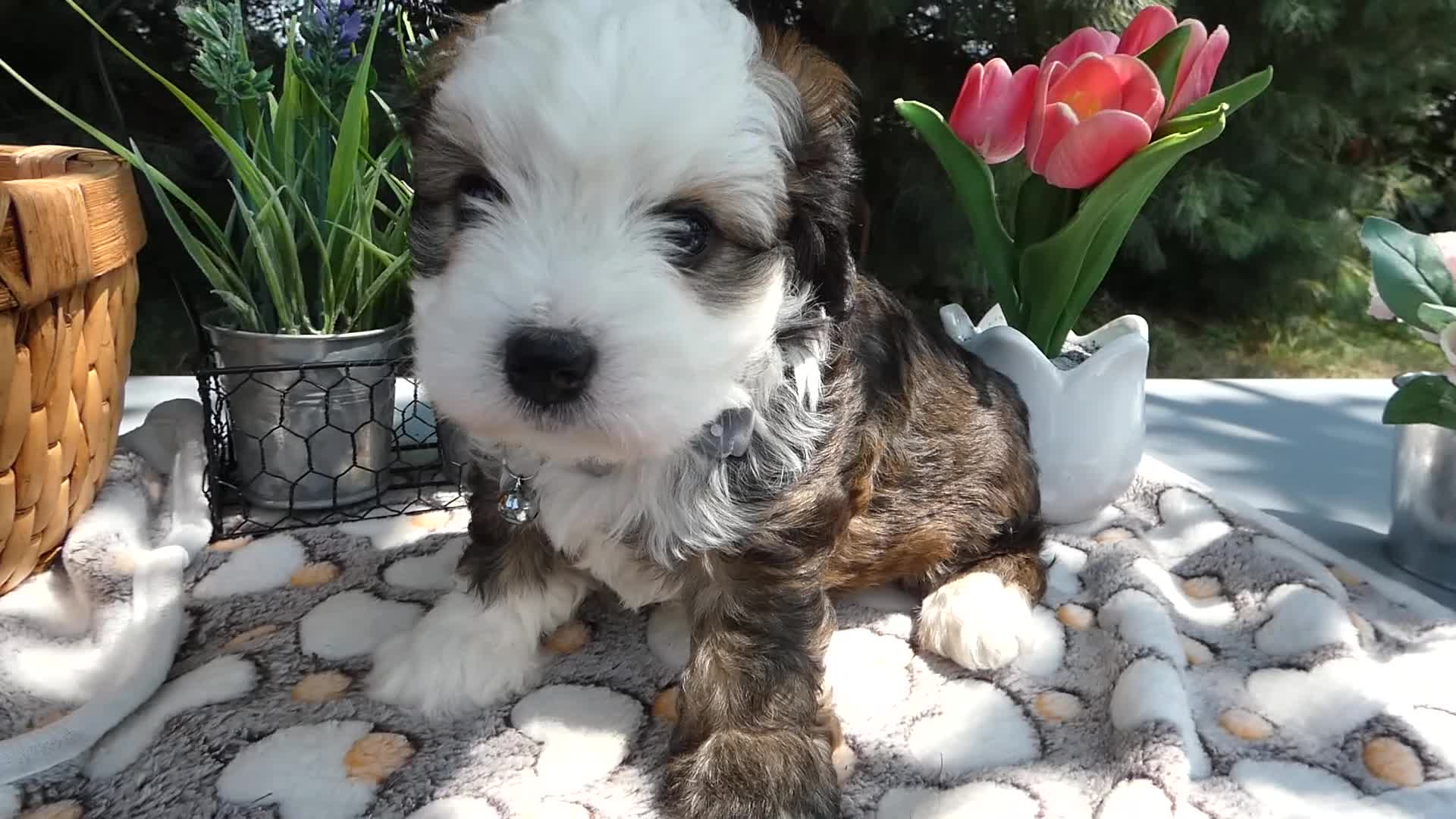 Mini Bernedoodle dogs for sale: Mini Bernedoodle 2 Rhett - Video 1