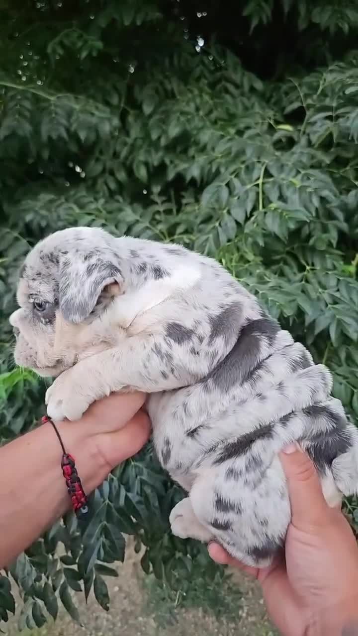 English Bulldog dogs for sale: PEBBLES - LILAC TRI MERLE IN LA CA WITH USA DELIVERY - Video 1