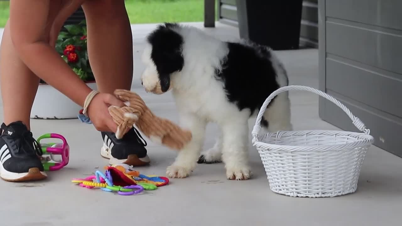 Sheepadoodle dogs for sale: Bentley - Video 1