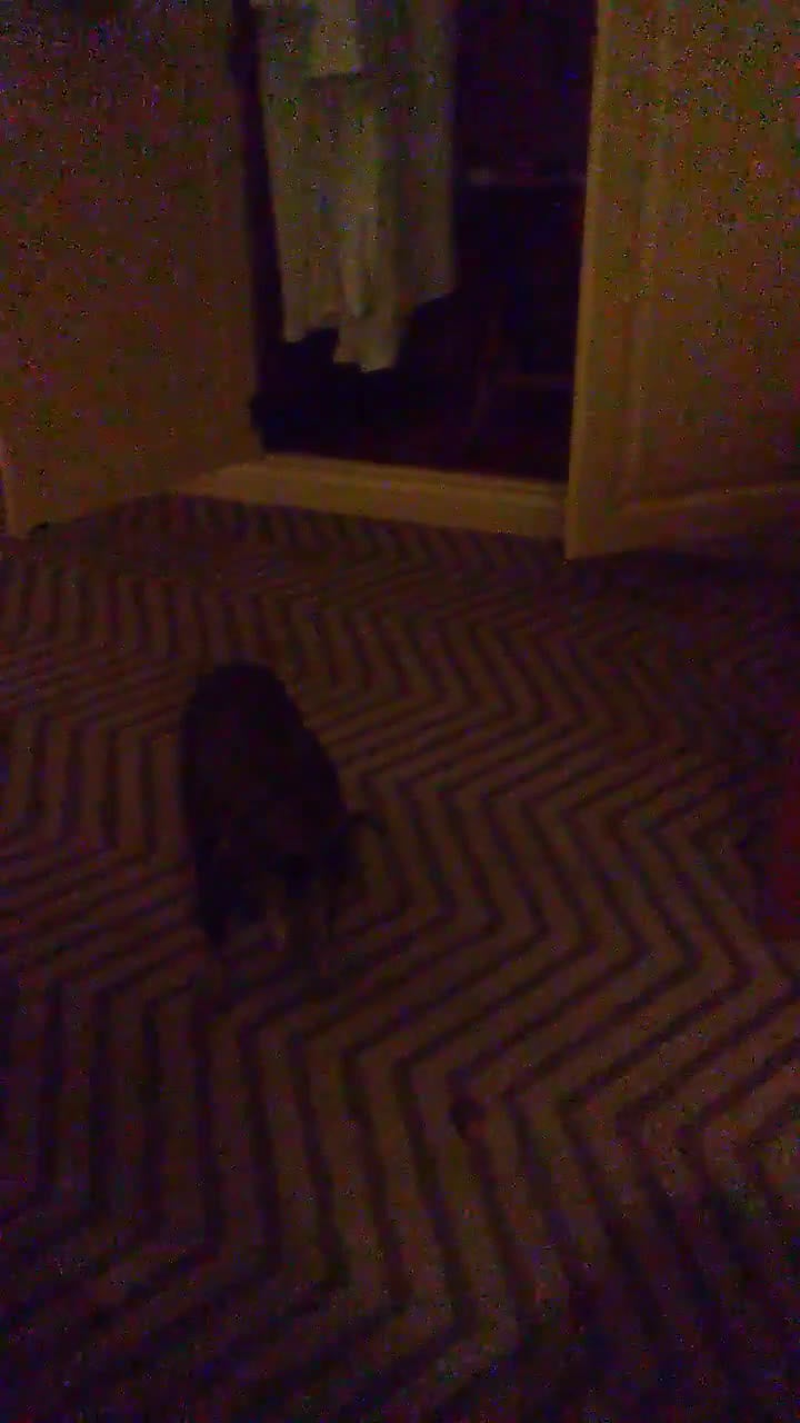 Chihuahua dogs for sale: Di - Video 1