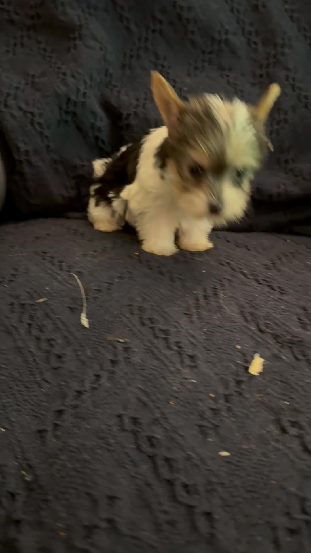 Yorkshire Terrier dogs for sale: Yorkshire Terrier 2 - Video 1