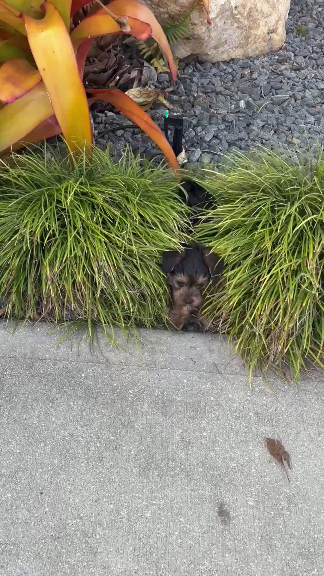 Yorkiepoo dogs for sale: Chip - Video 2