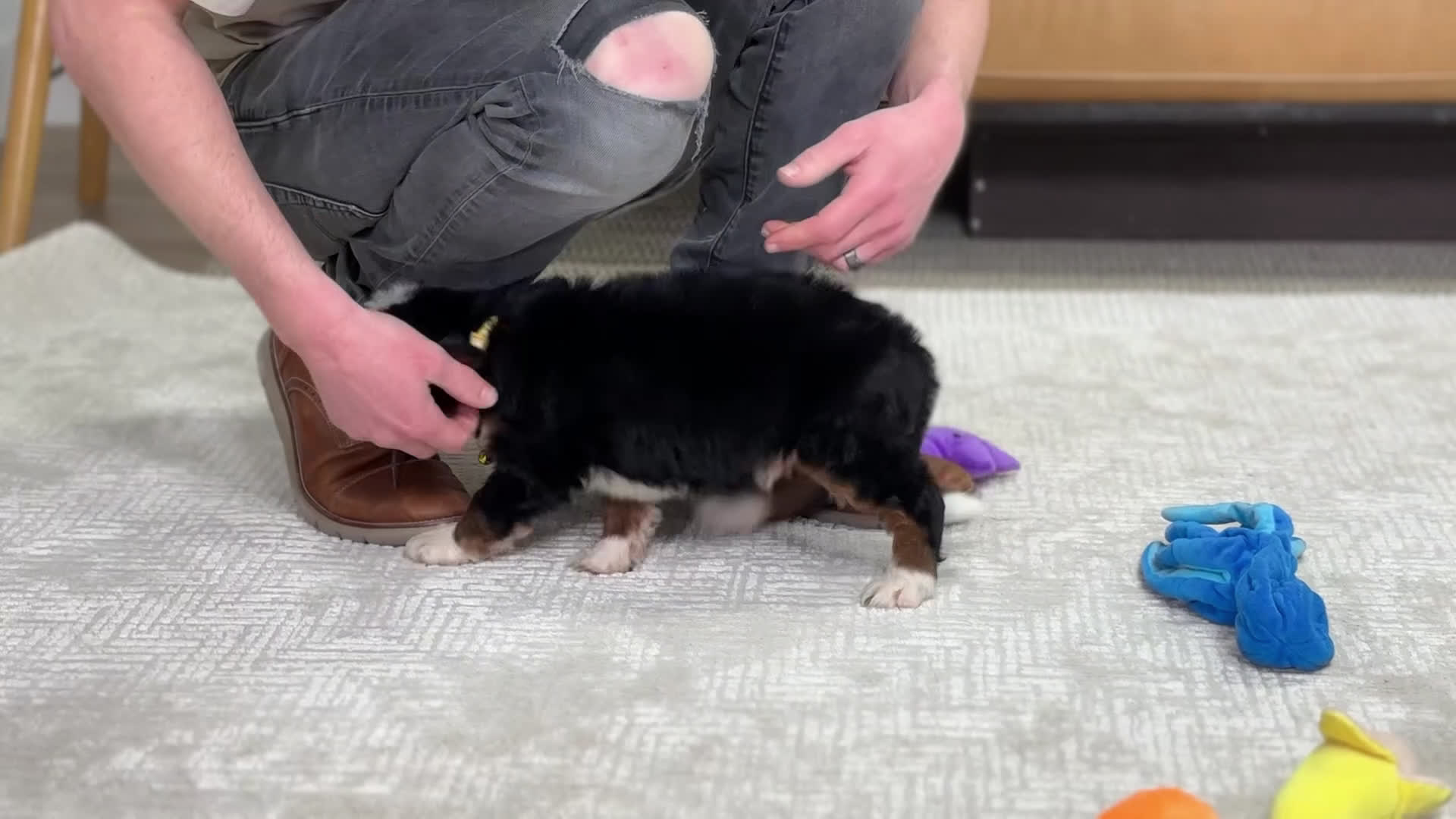 Mini Bernedoodle dogs for sale: Harley - Video 1