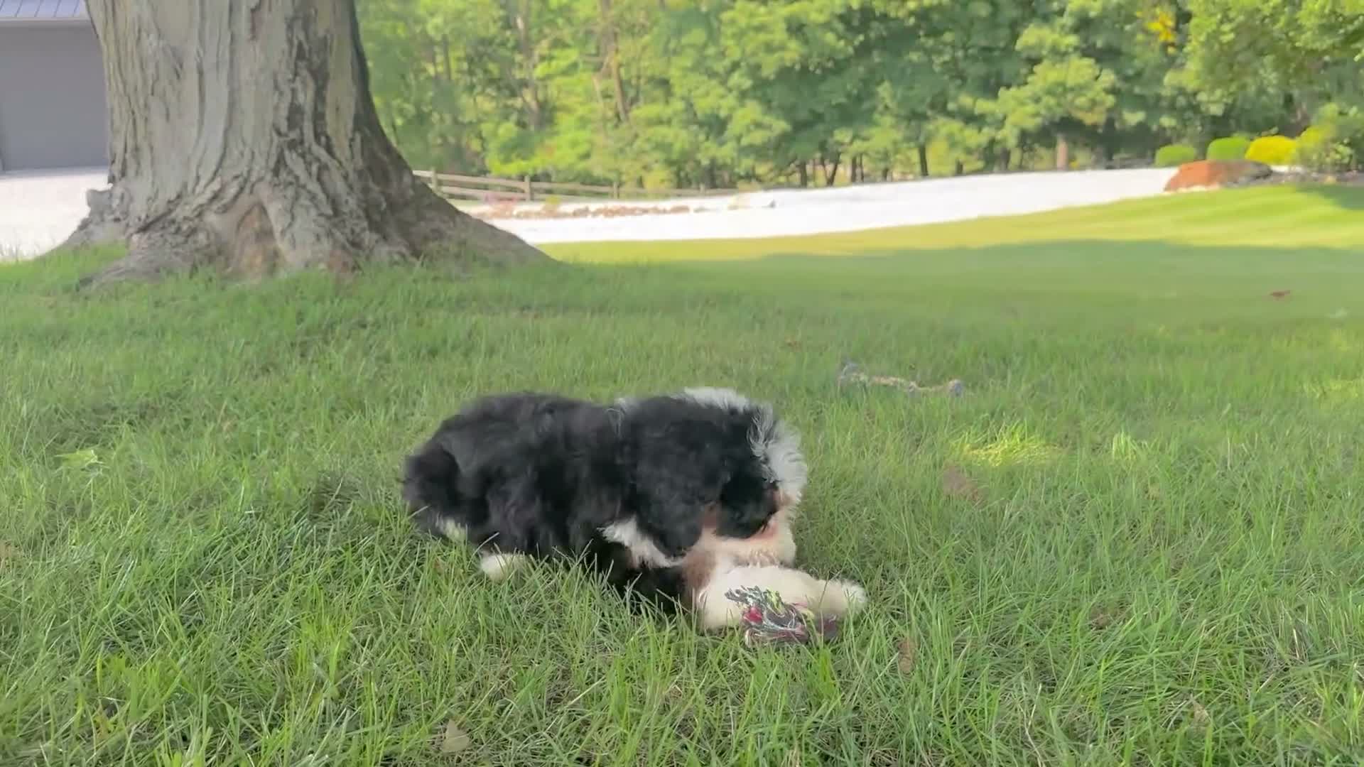 Mini Bernedoodle dogs for sale: Bristol Video ad  - Video 1