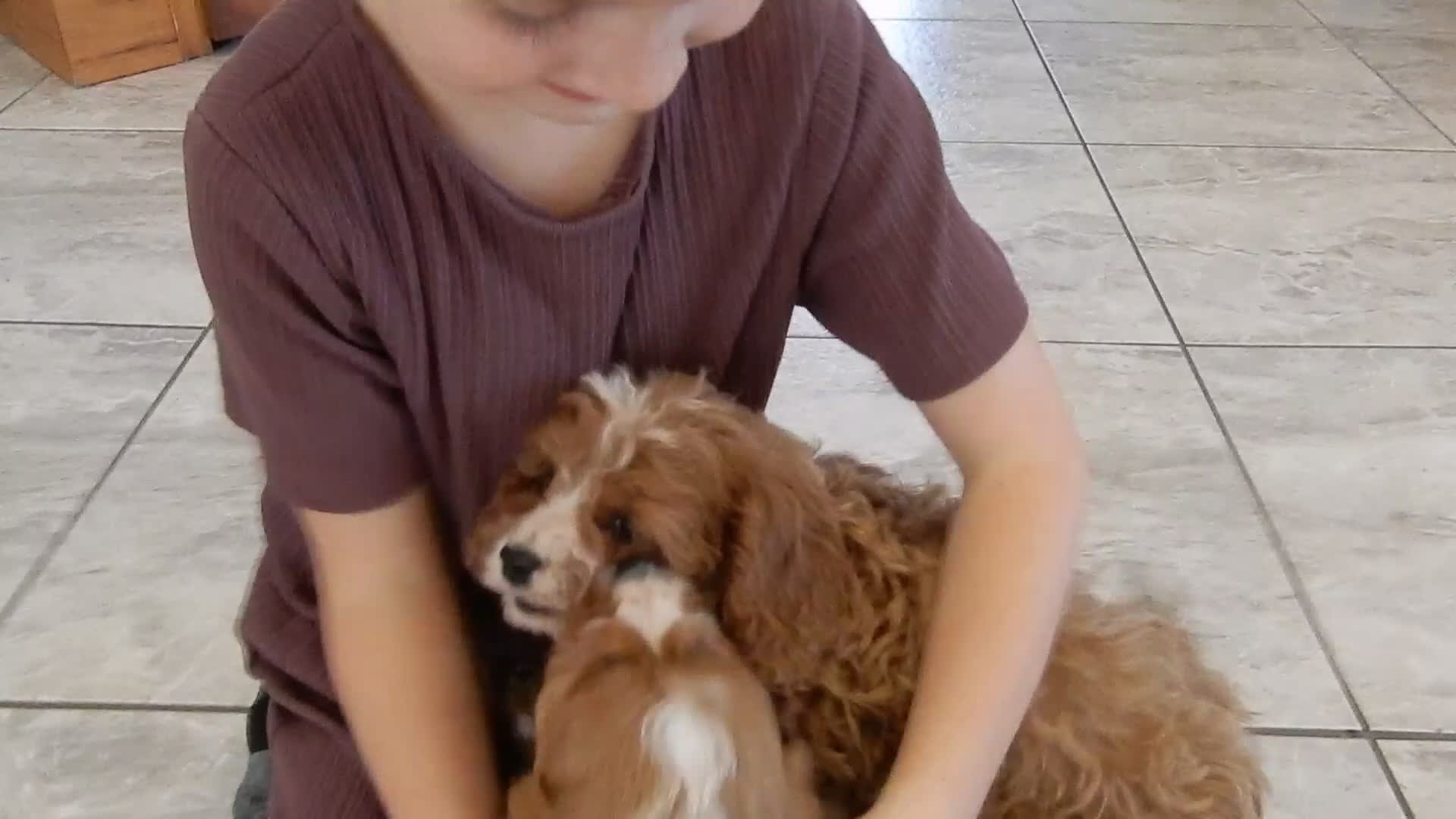 Cavapoo dogs for sale: Daisy - Video 1