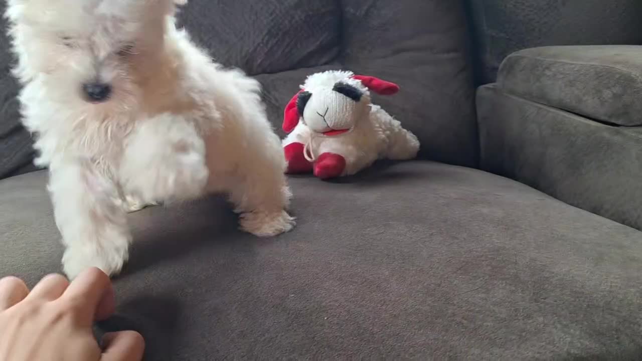 Maltese dogs for sale: Snowden - Video 1