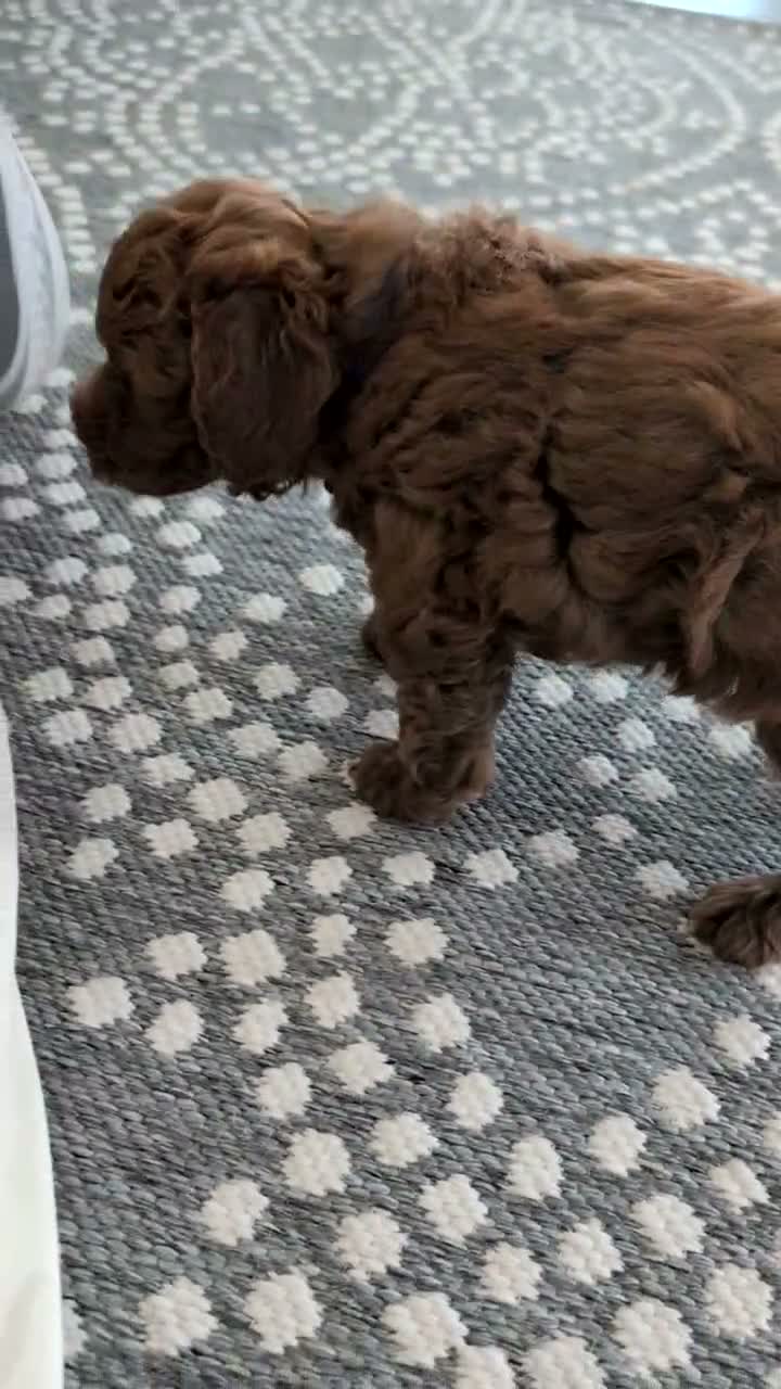 Toy Poodle dogs for sale: Wesley - Video 1