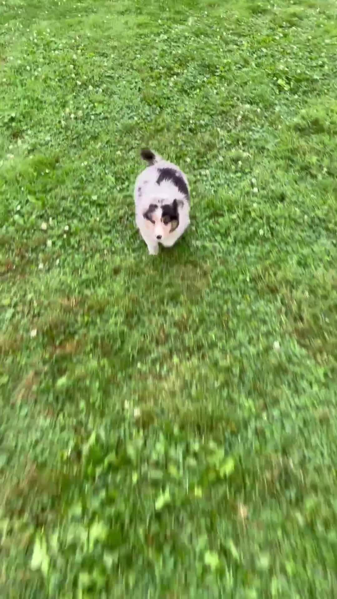 Australian Shepherd dogs for sale: Ellie - Video 1