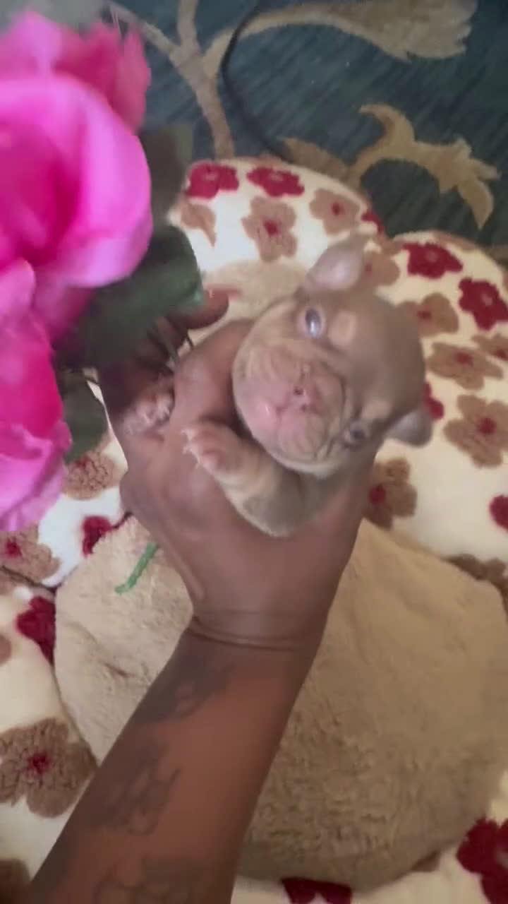 French Bulldog dogs for sale: Kali  - Video 2