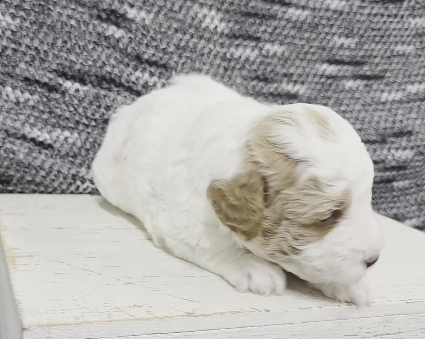 Miniature Poodle dogs for sale: Max - Video 1