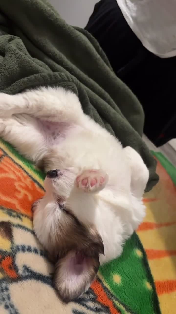 Mixed Breed dogs for sale: Mixed Breed 1 - Video 1