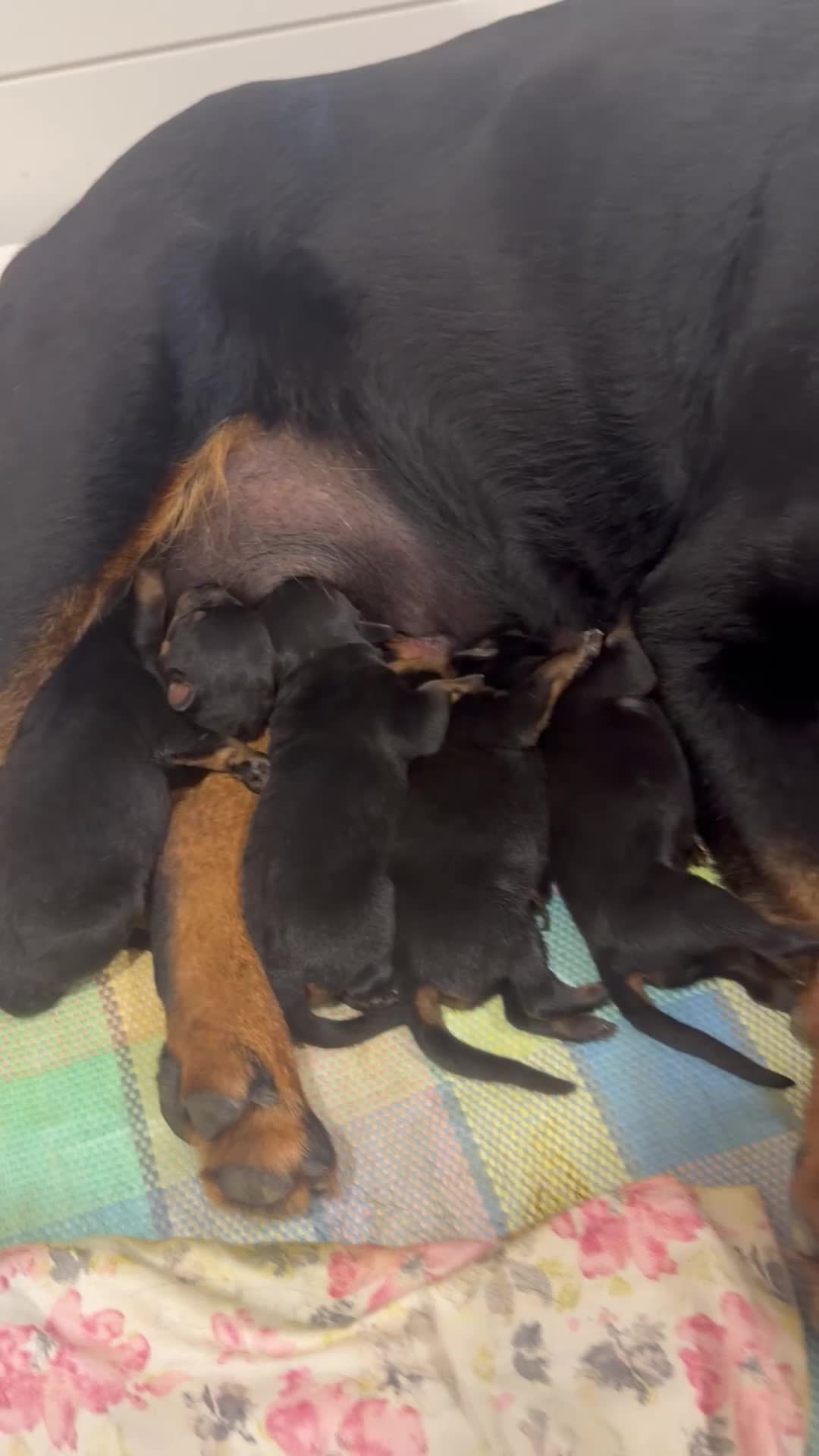 Rottweiler dogs for sale: Rottweiler Puppy 11 - Video 1