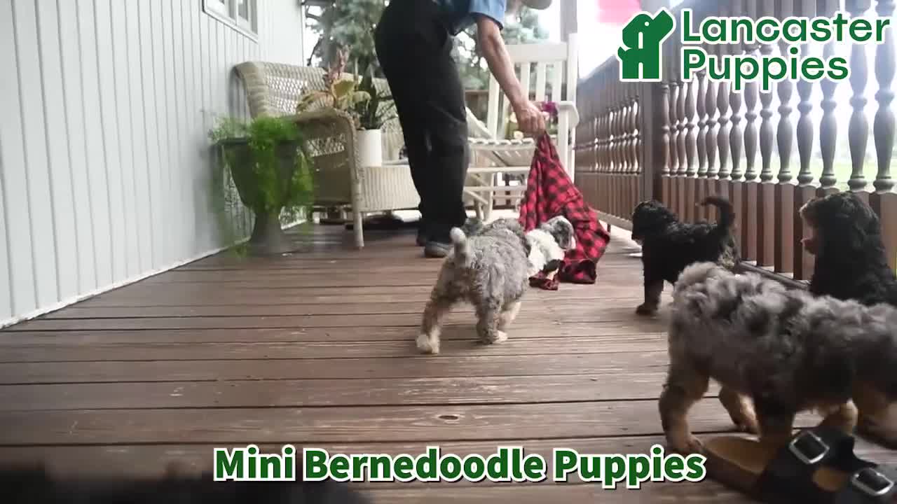 Mini Bernedoodle dogs for sale: Ruff - Video 1