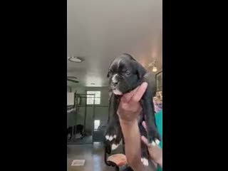 Boxer dogs for sale: Amelia AKC Seal Brindle Boxer - Video 1