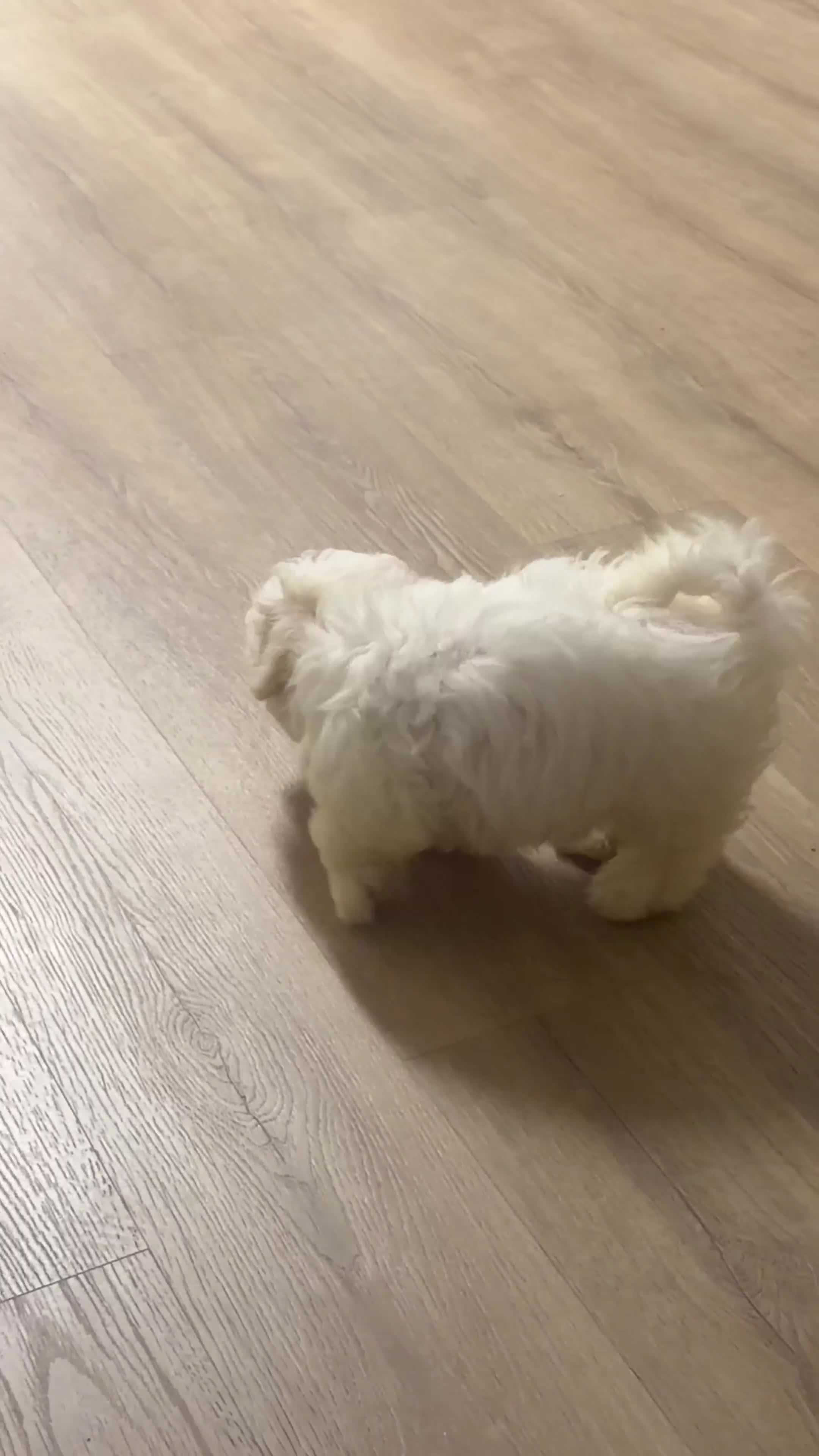 Teddy Bear dogs for sale: Teddy Bear 1 - Video 1