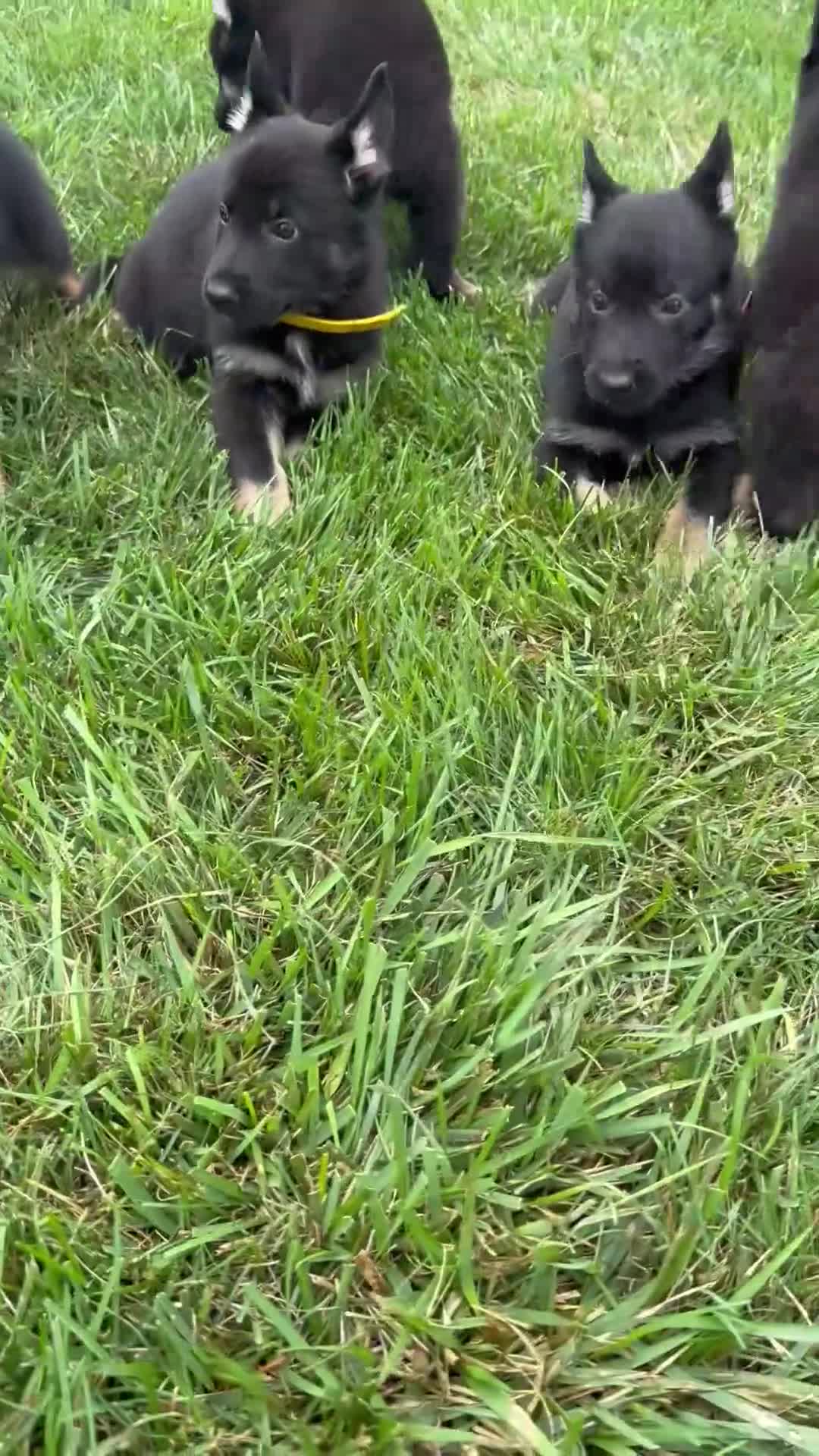 German Shepherd dogs for sale: Athena - Video 1