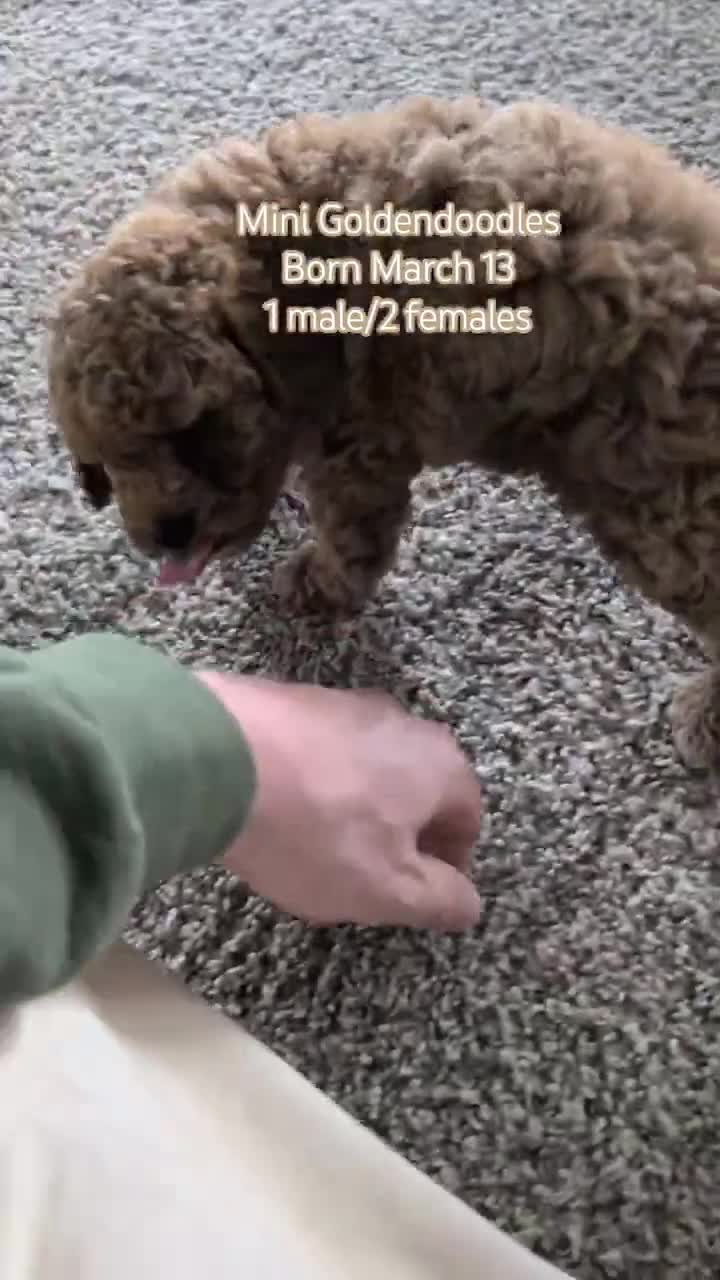 Mini Goldendoodle dogs for sale: Lyla - Video 6