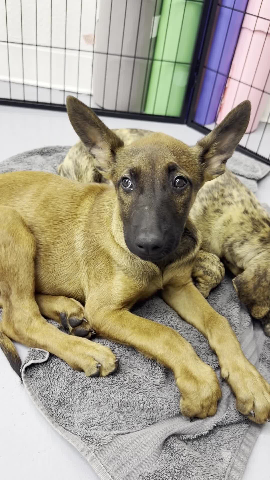 Belgian Malinois dogs for sale: Malinois M - Video 1