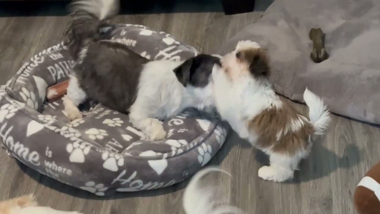 Shih Tzu dogs for sale: Shih Tzu 1 - Video 1