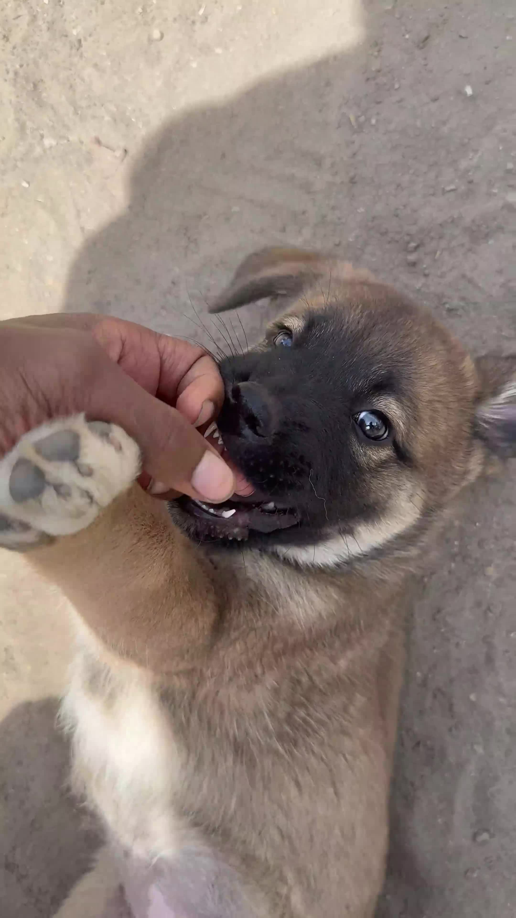 Mixed Breed dogs for sale: Caroline - Video 2