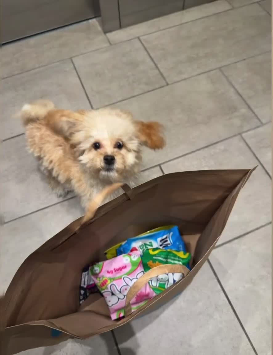 Toy Poodle dogs for sale: Toy Poodle 1 - Video 1