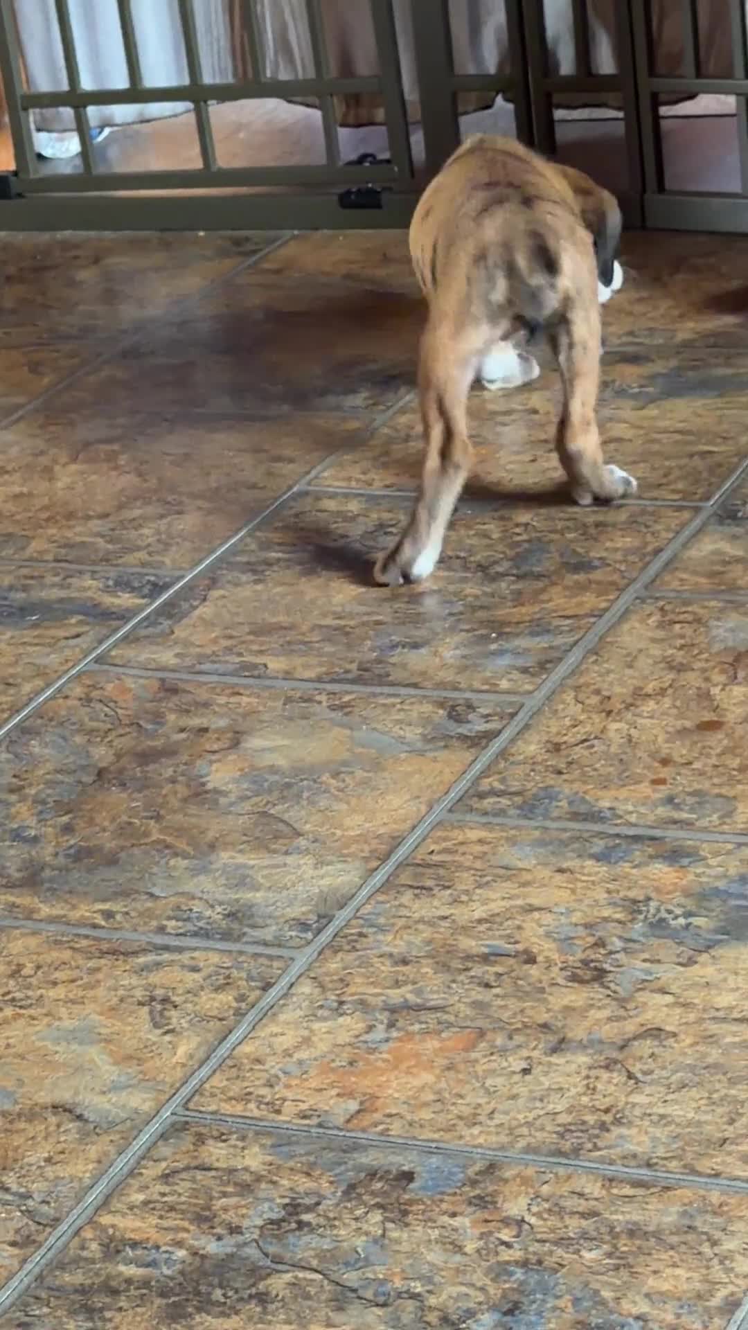 Boxer dogs for sale: RUBY-AKC-Euro lines  - Video 4