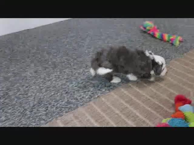 Mini Bernedoodle dogs for sale: Maggie - Video 5