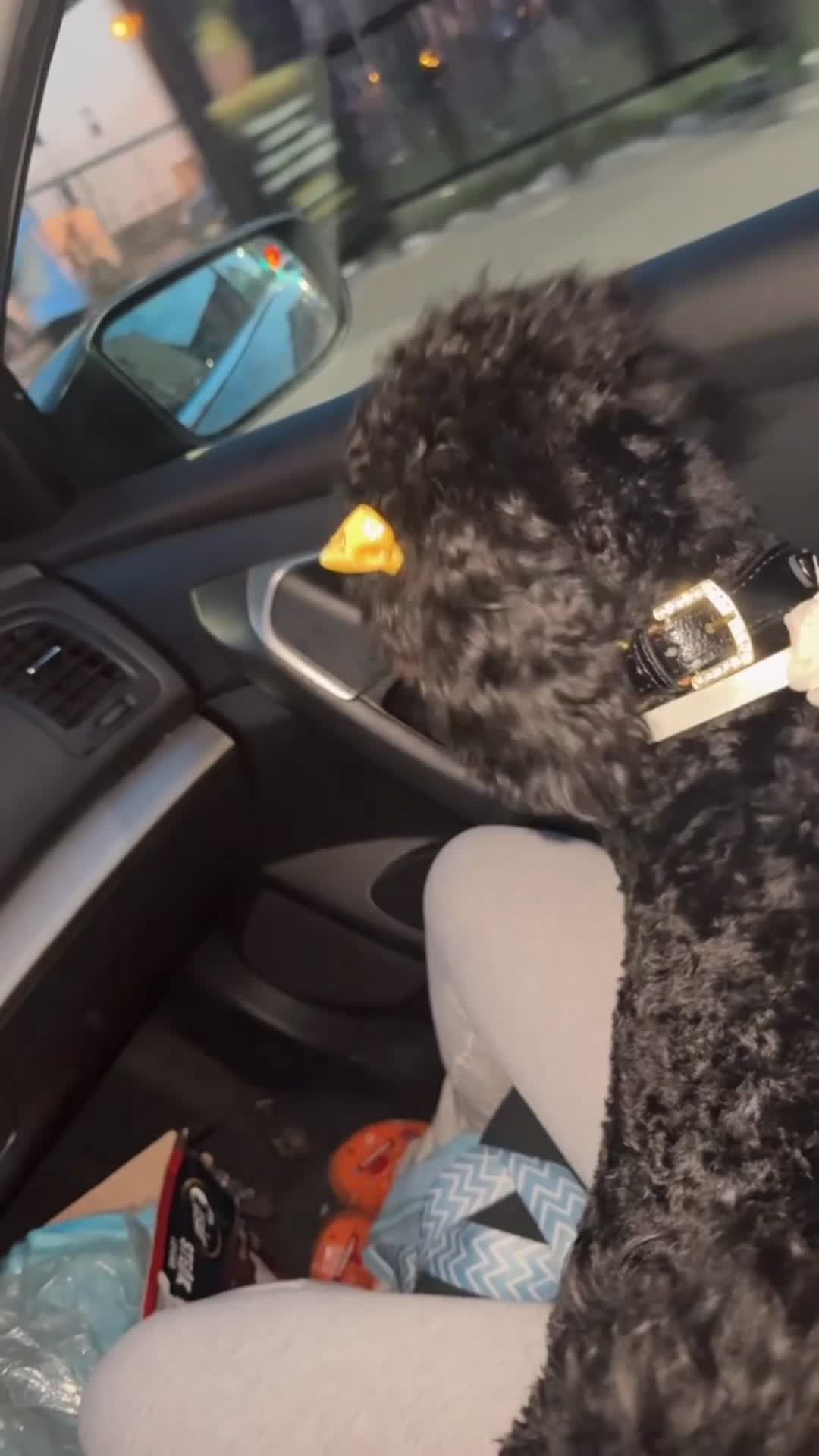 Cavapoo dogs for sale: Cavapoo Puppy 1 - Video 1