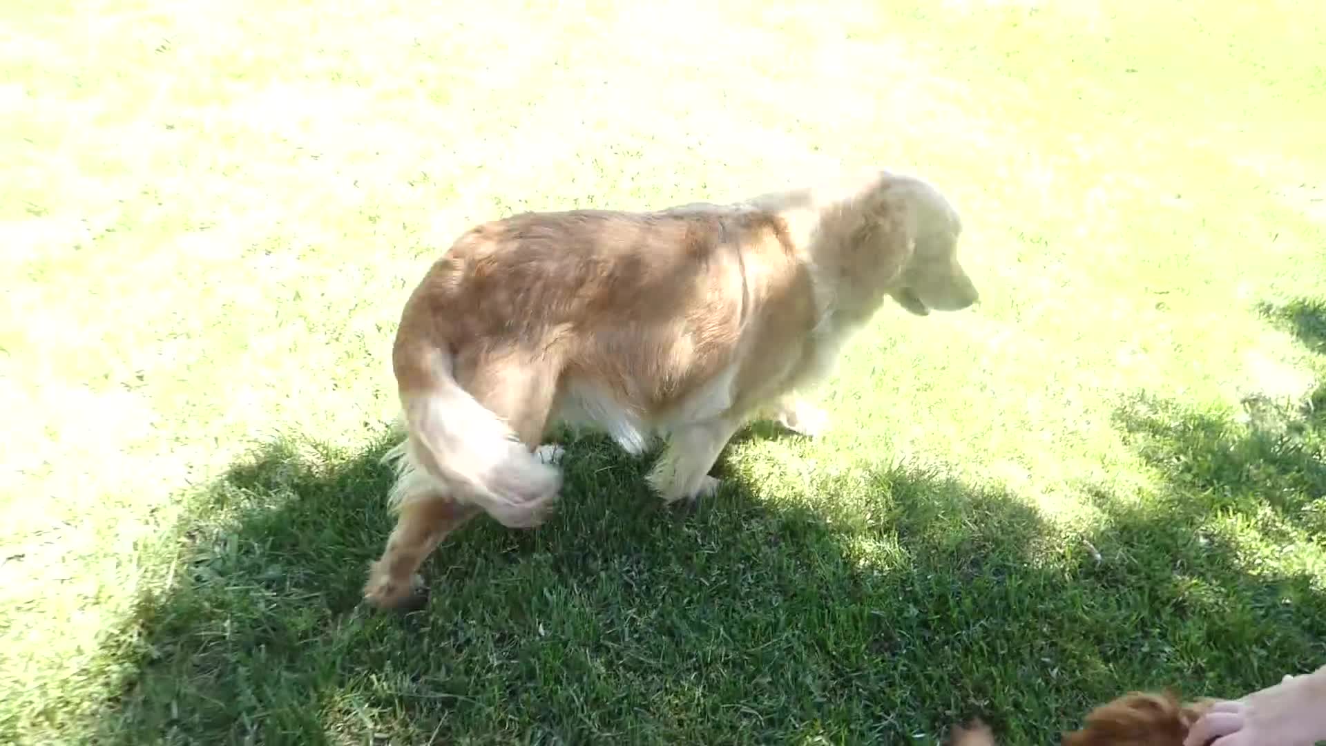 Golden Retriever dogs for sale: Golden Retriever Puppy 1 Queenie - Video 1