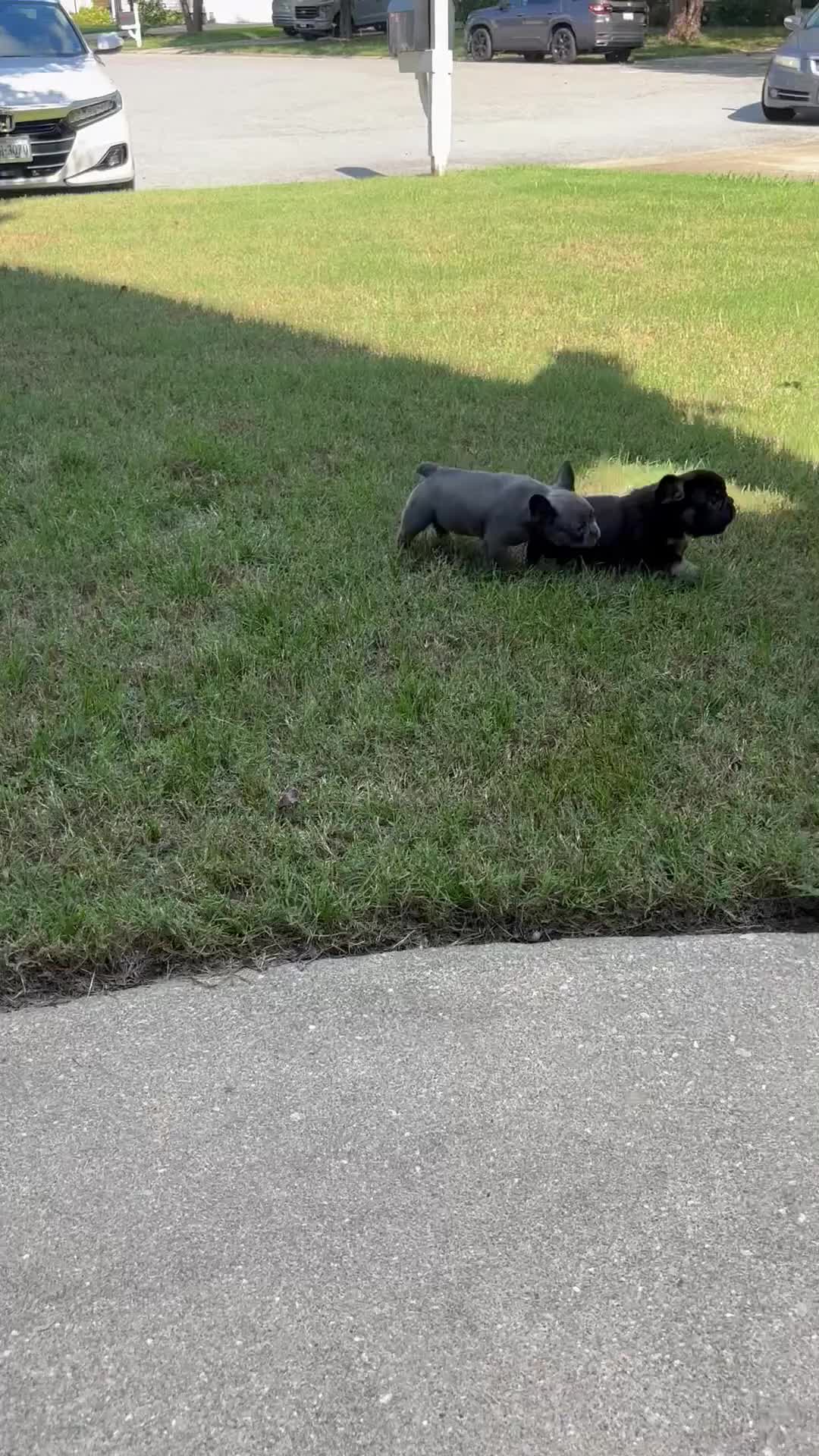 French Bulldog dogs for sale: Gracie  - Video 2