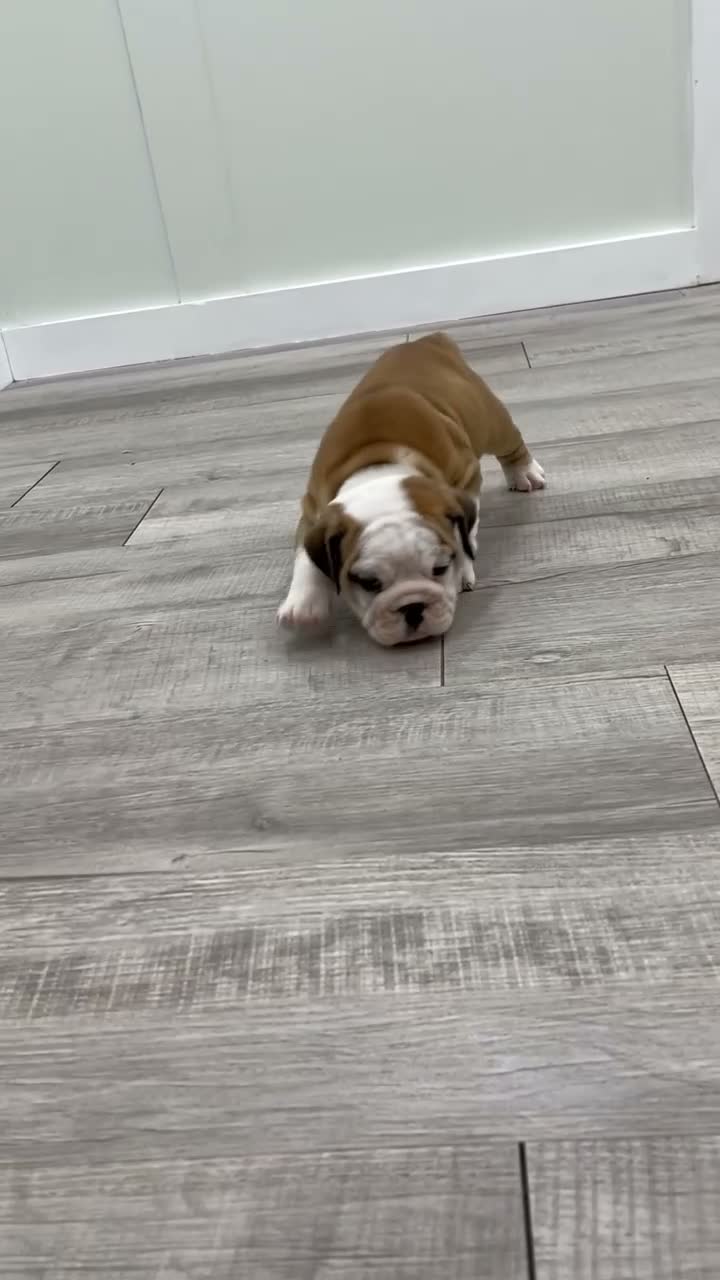 Beabull dogs for sale: Callie - Video 1